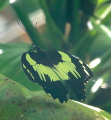 Papilio euchenor