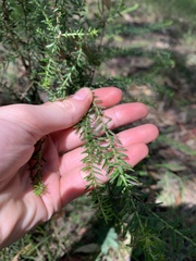 Ozothamnus diosmifolius