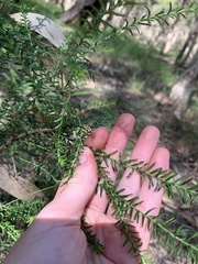 Ozothamnus diosmifolius