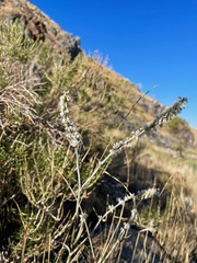 Eriogonum racemosum