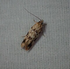 Barea exarcha