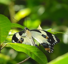 Papilio euchenor