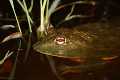 Pyxicephalus adspersus