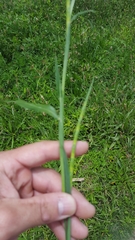 Rottboellia cochinchinensis