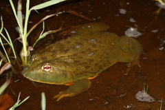Pyxicephalus adspersus