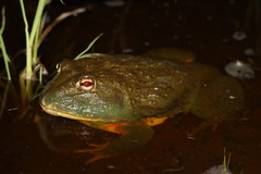 Pyxicephalus adspersus