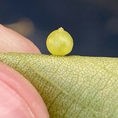 Caryomyia leviglobus