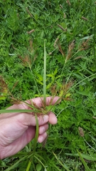 Cyperus distans