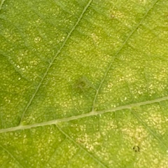 Caryomyia leviglobus