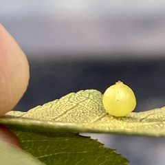 Caryomyia leviglobus