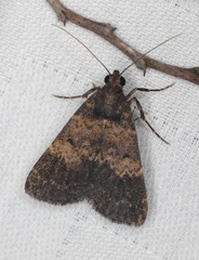 Hydrillodes lentalis