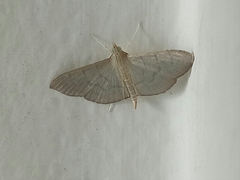 Poliobotys ablactalis