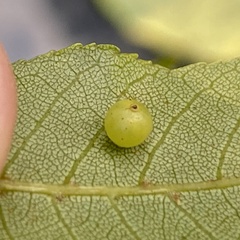 Caryomyia leviglobus