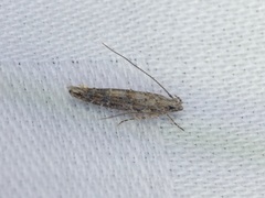 Metharmostis multilineata