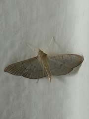 Poliobotys ablactalis