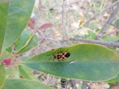 Tropidothorax sinensis