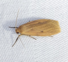 Paralithosia shaowuica