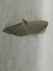 Poliobotys ablactalis