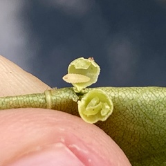 Caryomyia leviglobus