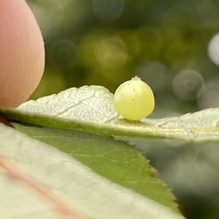 Caryomyia leviglobus