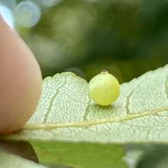 Caryomyia leviglobus