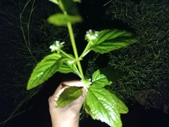 Hyptis capitata