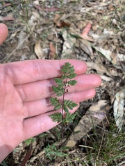 Cheilanthes sieberi sieberi