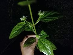 Hyptis capitata