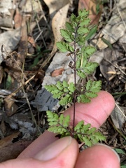 Cheilanthes sieberi sieberi