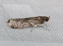 Ectomyelois ceratoniae