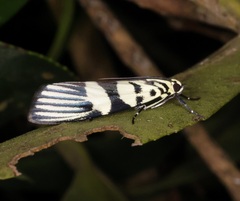 Heortia vitessoides