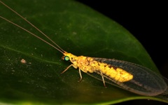 Italochrysa