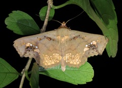 Lopharthrum comprimens