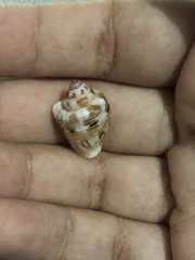 Columbella mercatoria