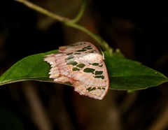 Scopula vicina