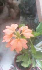 Crossandra