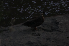 Anas superciliosa × platyrhynchos