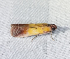 Piesmopoda semilutea