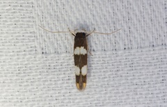 Stathmopoda paradiplaspis