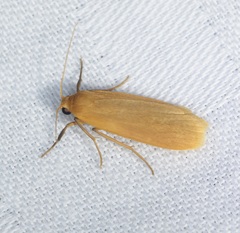 Danielithosia immaculata