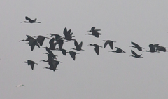 Plegadis falcinellus