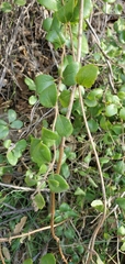 Lonicera subspicata