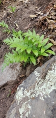 Polypodium californicum