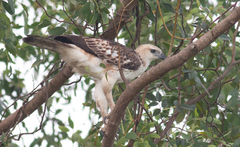 Nisaetus cirrhatus