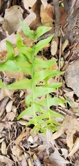 Polypodium californicum