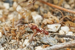 Pogonomyrmex subnitidus
