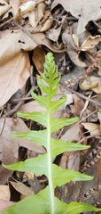 Polypodium californicum