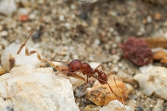 Pogonomyrmex subnitidus
