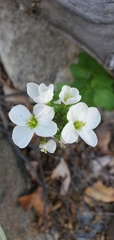Cardamine californica