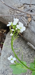 Cardamine californica